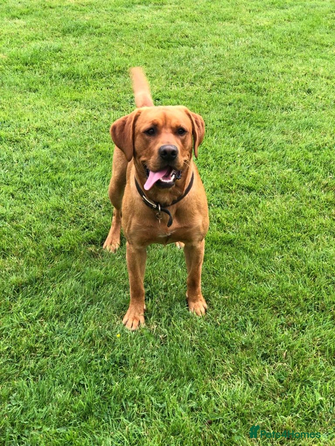 Labrador Retriever dogs for sale: ***LAST 2 BLACK & FOX RED BOYS*** - Image 30