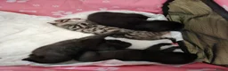 Mixed Breed cats for sale: Mixed Maine Coon Kittens - Advert 3