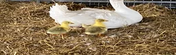 Waterfowl poultry for sale: Sebastopol Goose Eggs For Sale in Sheffield - Advert 2