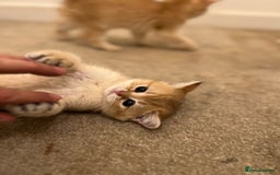 British Shorthair cats for sale: Only two boys left ready to go ❤️ - Image 25