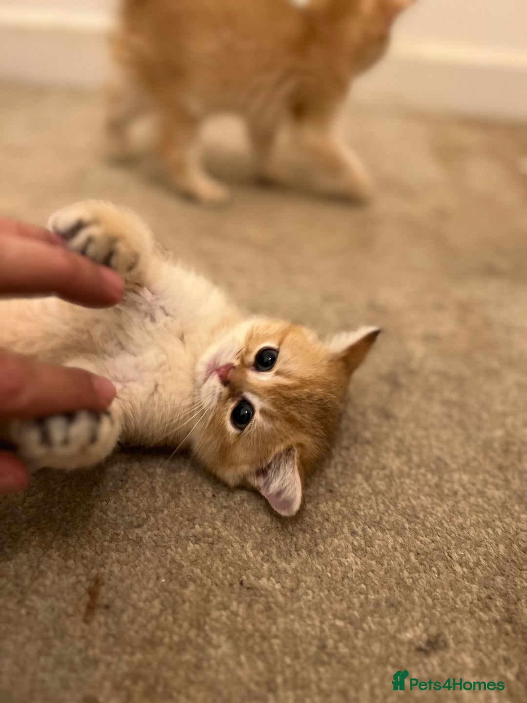 British Shorthair cats for sale: Only two boys left ready to go ❤️ - Image 25