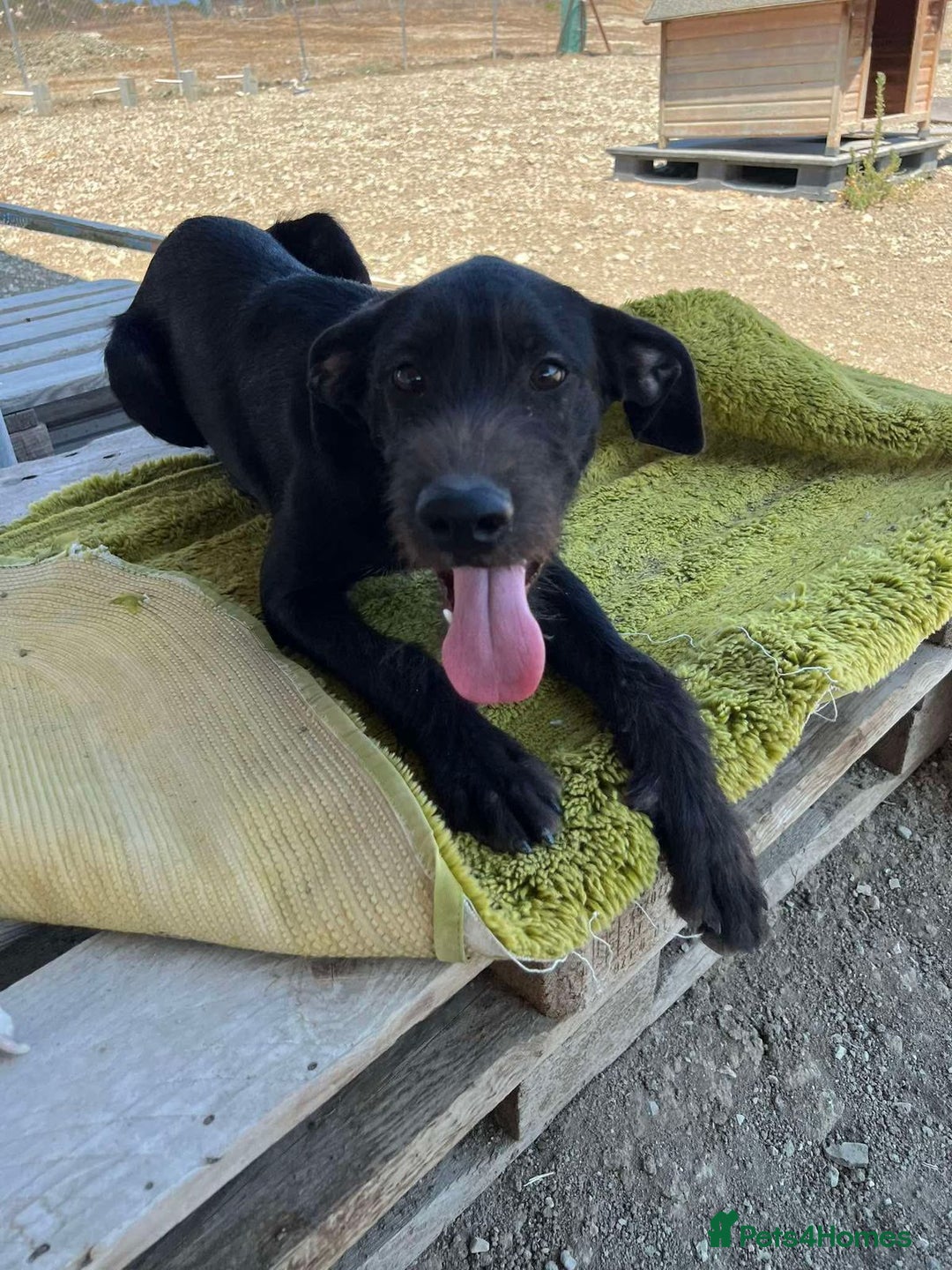 Mixed Breed dogs for adoption: 🐾 Meet Yukon – Your New Best Friend! 🐾 - Image 9