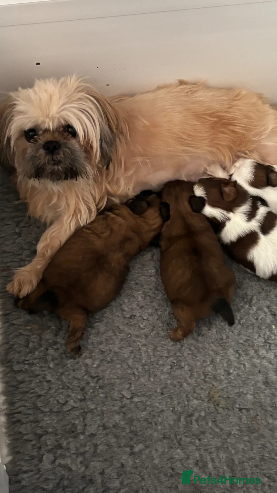 Shih Tzu dogs for sale: Shihtzu puppies - Advert 2