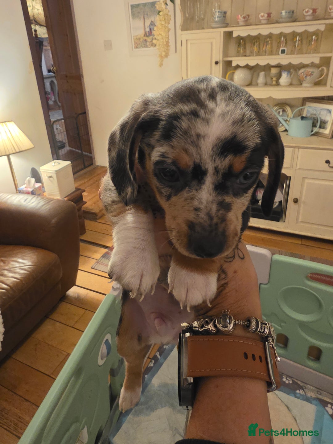 Miniature Dachshund dogs for sale: Amazing miniture dachshund puppies  - Image 30