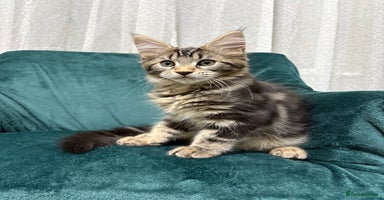 Maine Coon cats 💫Maine Coon Kittens Available- Champion Pedigree✨ - Advert 15