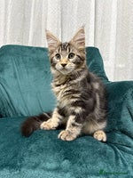 Maine Coon cats 💫Maine Coon Kittens Available- Champion Pedigree✨ - Advert 4