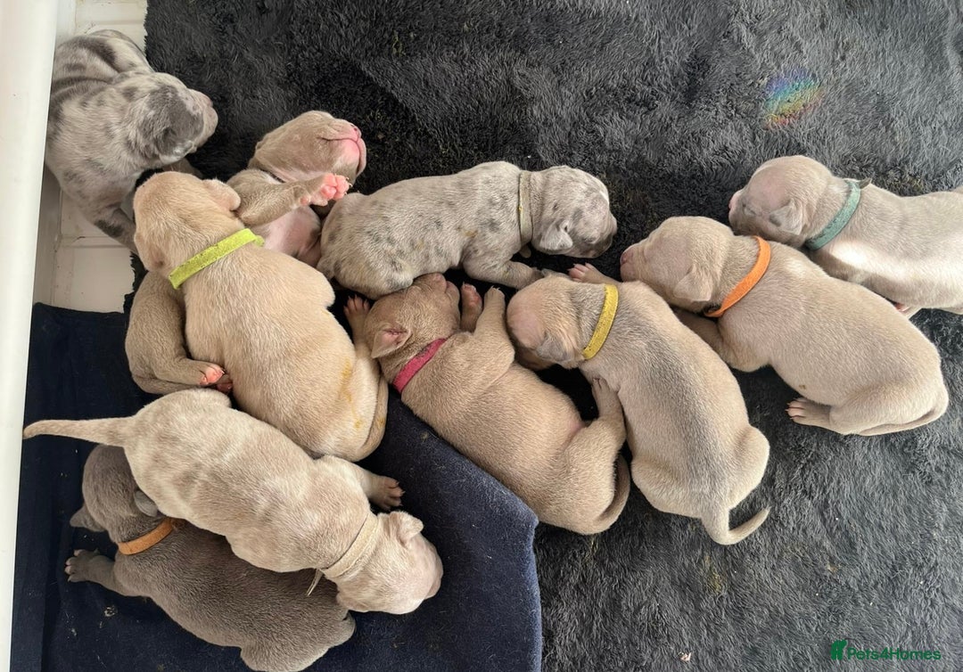 American Bull Staffy dogs for sale: 10 pocket bully - Image 3
