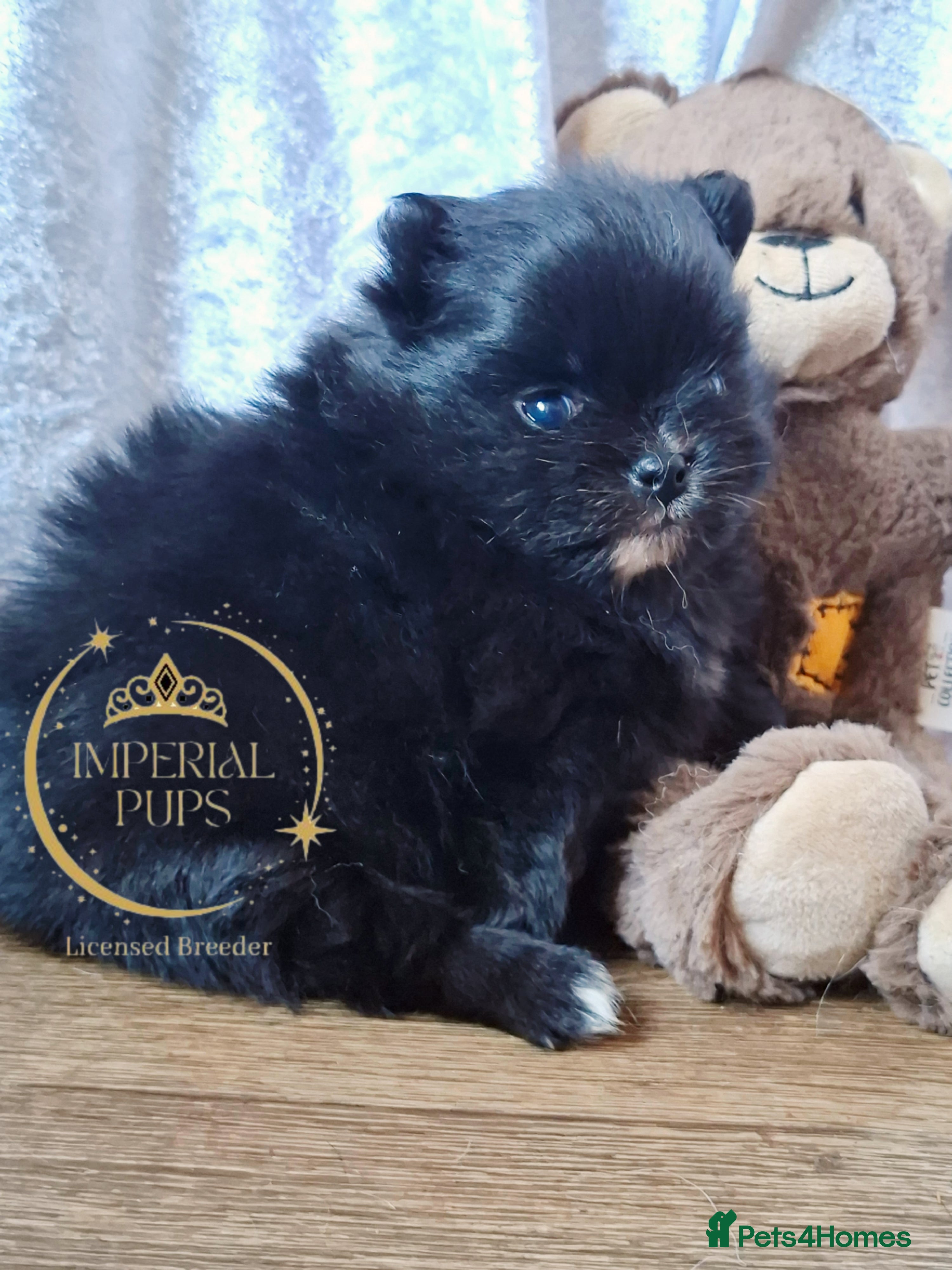 Pomeranian dogs  KC Black Exquisite Girl white marking  - Advert 2