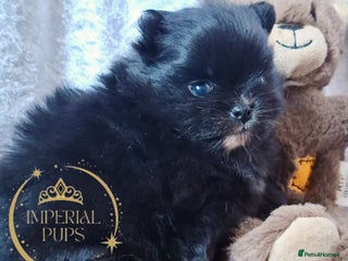 Pomeranian dogs KC Black Exquisite Girl white marking - Advert 4