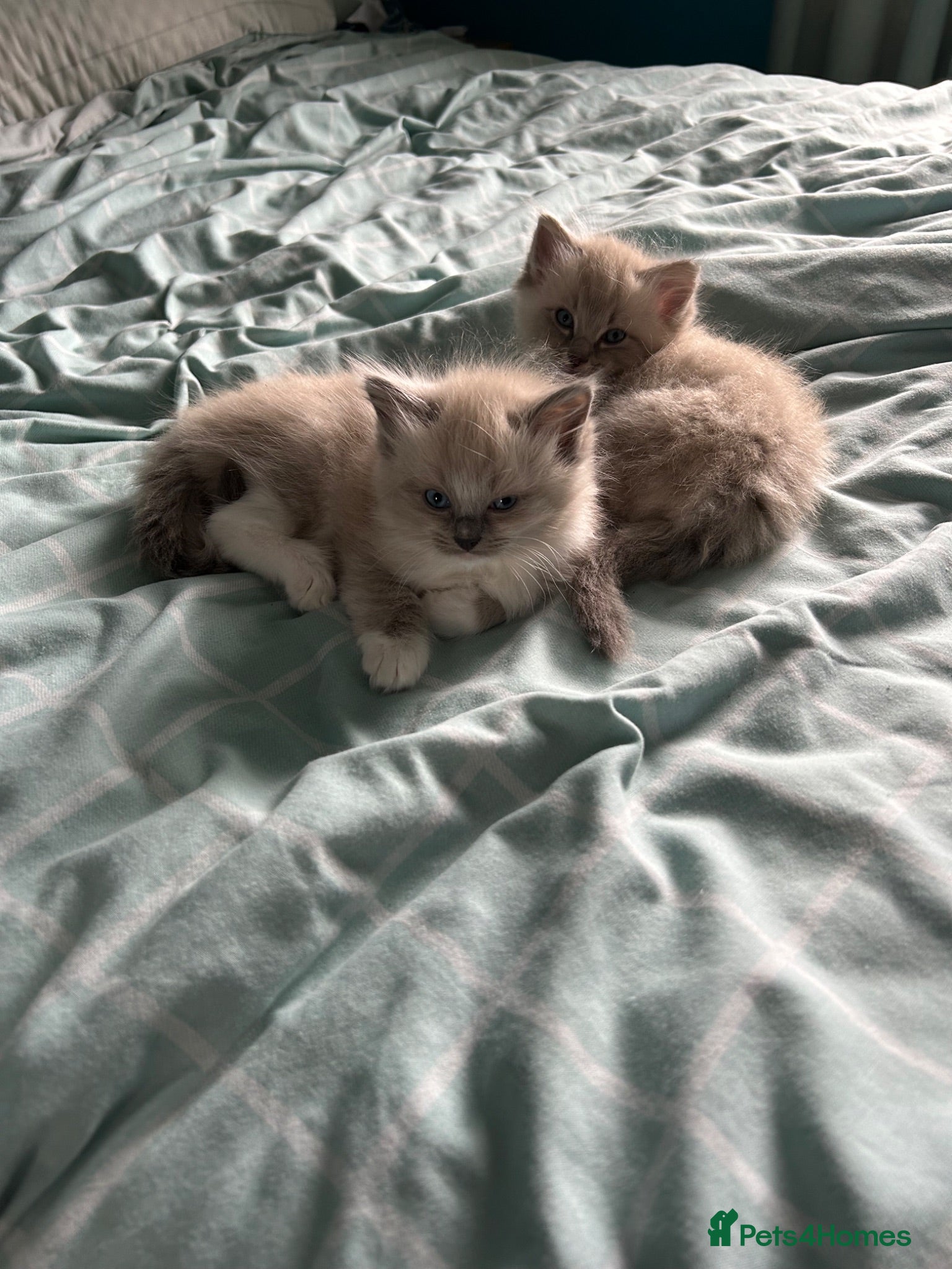 Ragdoll cats 2 Gorgeous Ragdoll Kittens - Advert 4