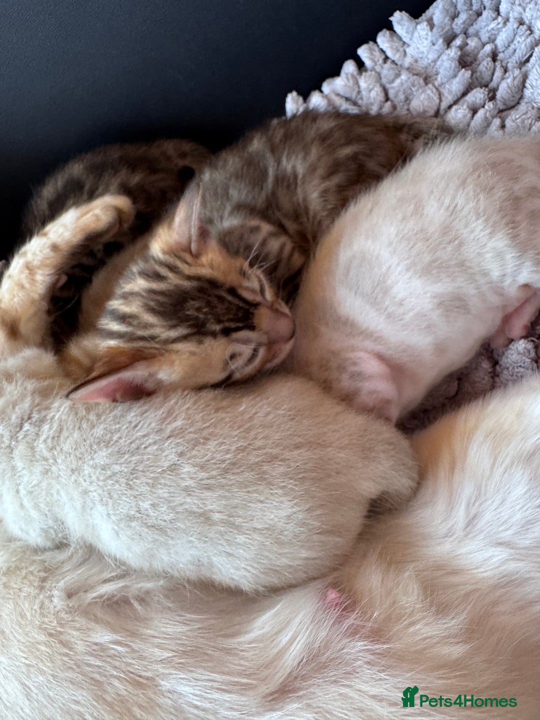 Bengal cats for sale: TICA Reg Bengal Kittens - Browns, Lynx & Mink - Image 28