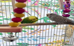 Budgerigars birds for sale: Budgies - Image 4