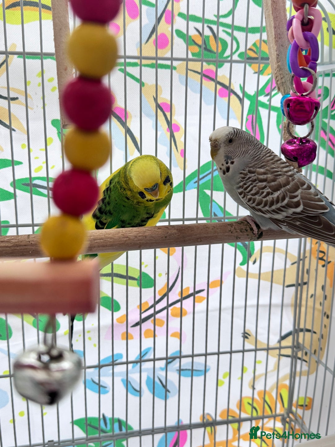 Budgerigars birds for sale: Budgies - Image 4