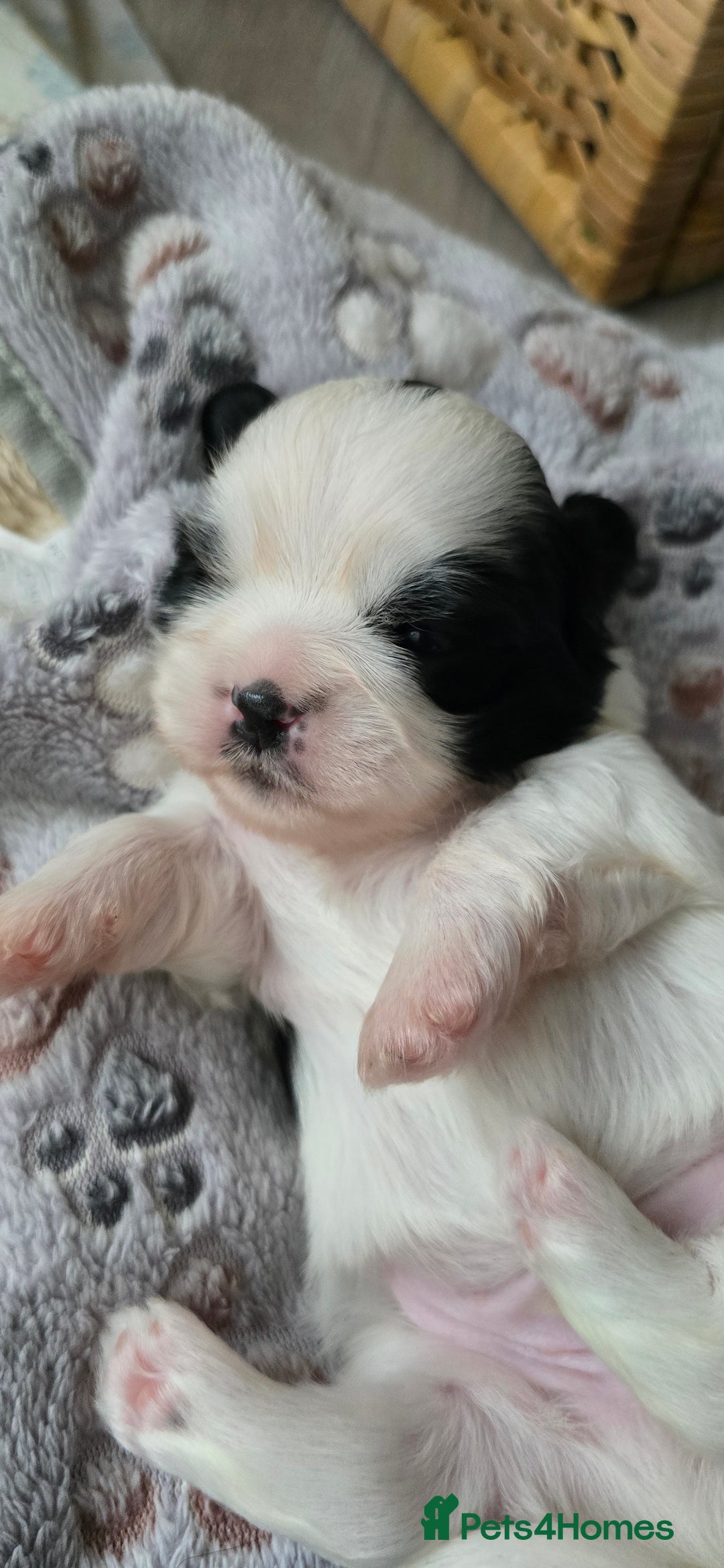 Shih Tzu dogs for sale: Puppies for reservation / sale  - Image 6