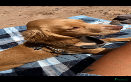 English Springer Spaniel dogs for sale: Working cocker Spaniel  - Image 3