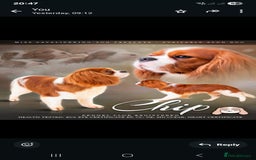Cavalier King Charles Spaniel dogs for sale: Cavalier King Charles spaniel girl  - Image 5