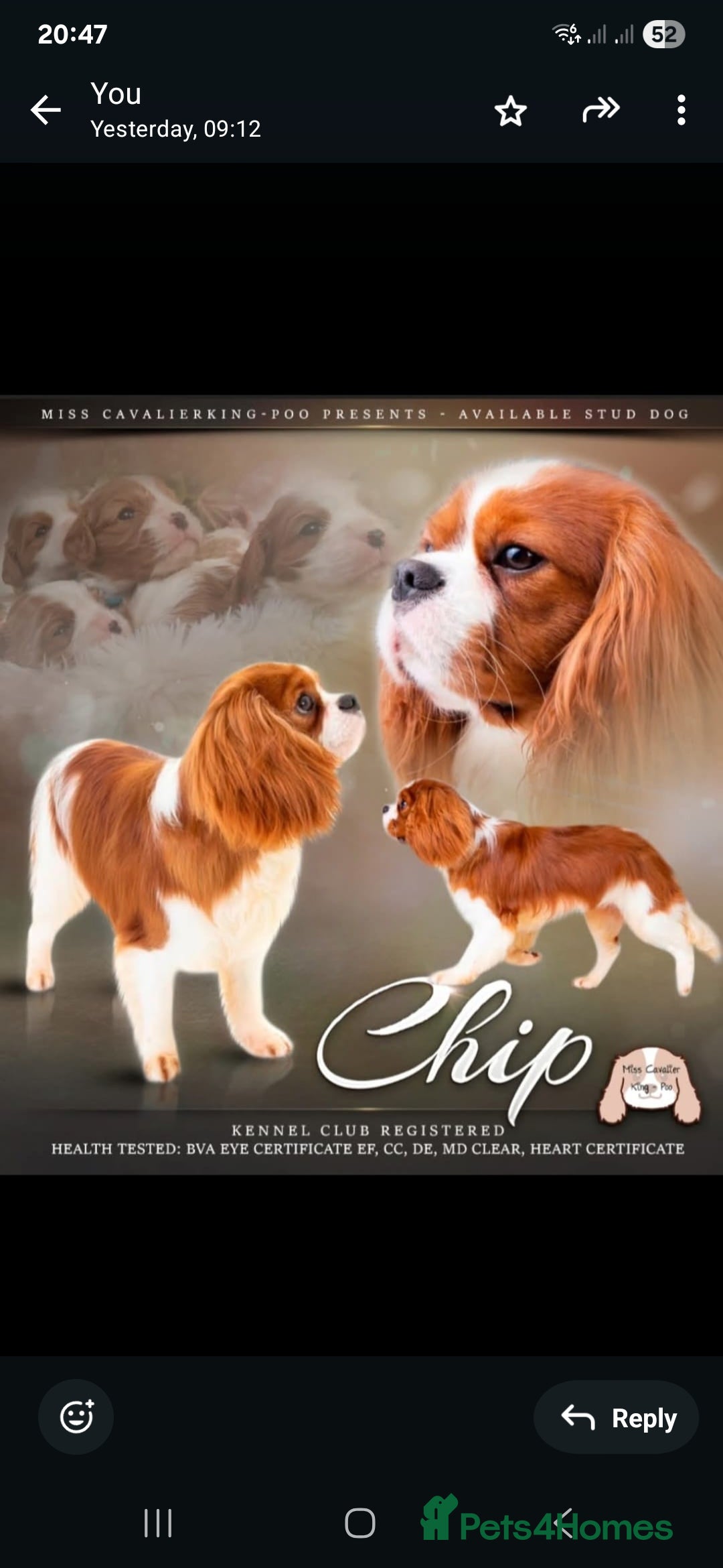 Cavalier King Charles Spaniel dogs for sale: Cavalier King Charles spaniel girl  - Image 5