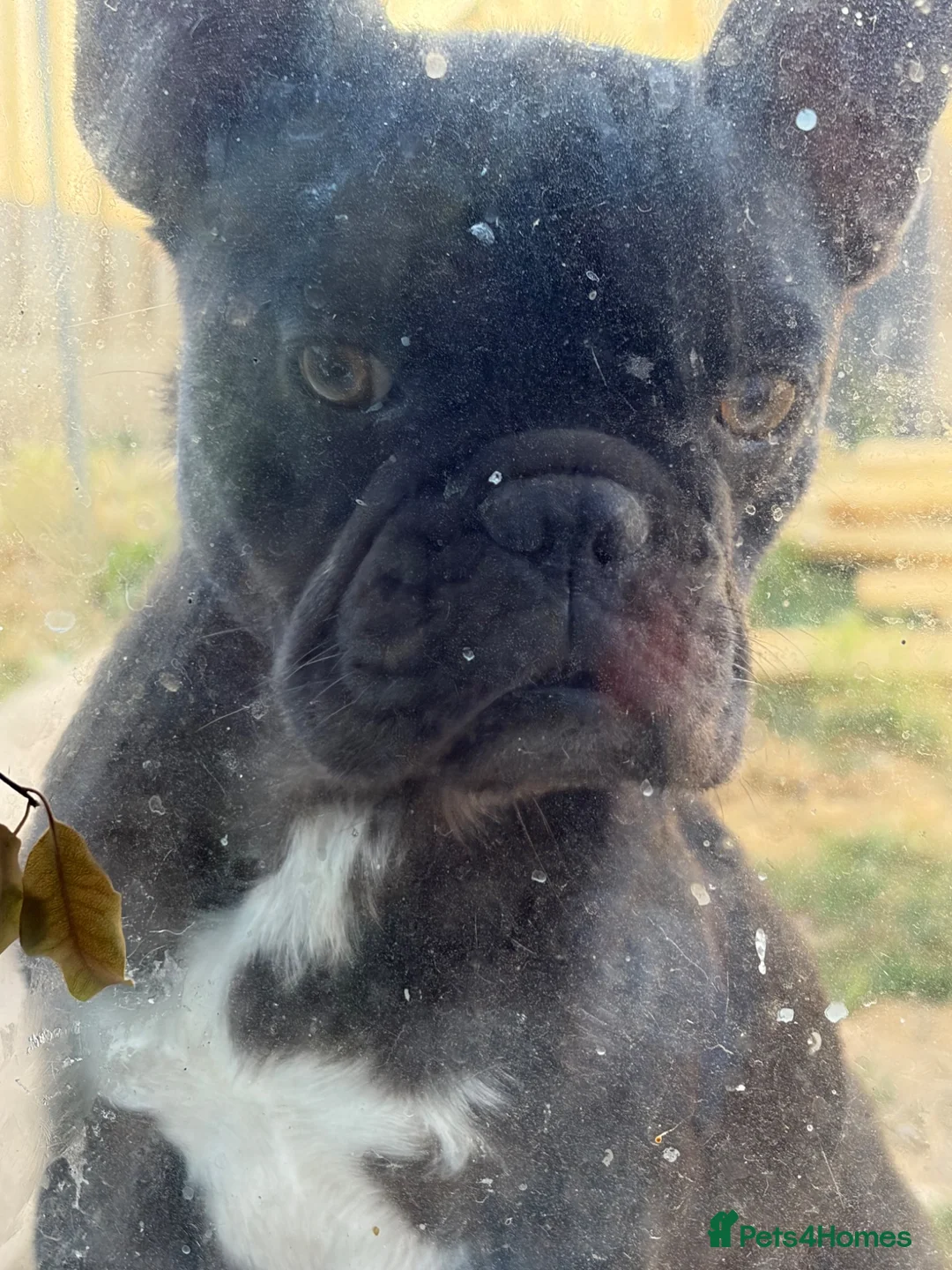 French Bulldog dogs for sale: Beautiful Frenchbulldog Puppies in Colwyn Bay - Advert 1
