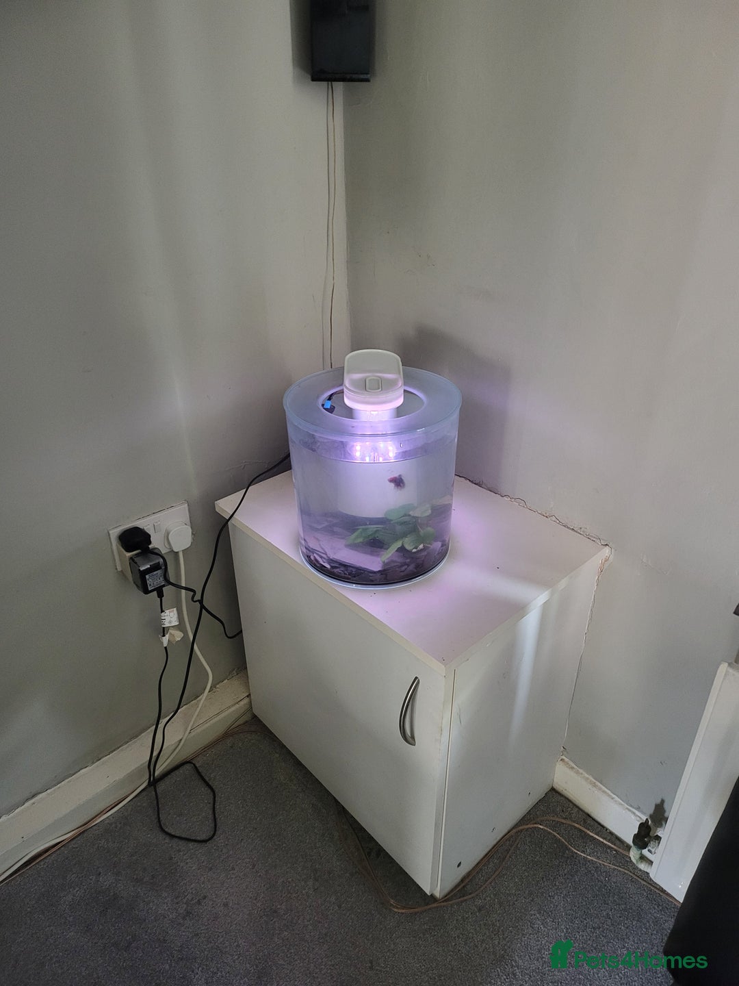 Bettas fish for sale: Cylinder tank, accessories and betta fish - Image 4