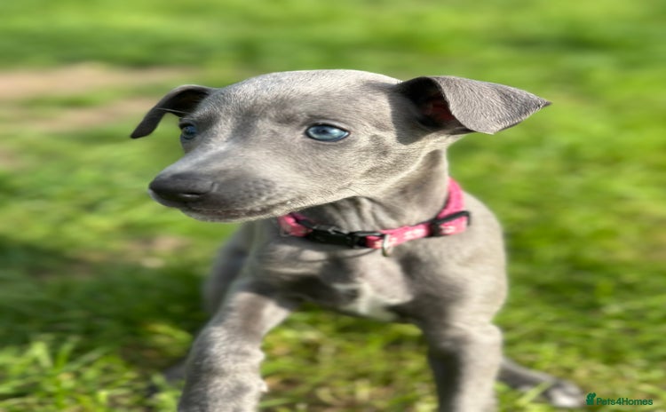 Whippet dogs - Advert 1