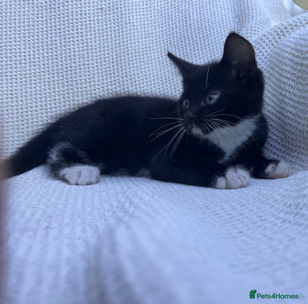 Mixed Breed cats for sale: Kitten: full of fun black & white male kitten - Image 7