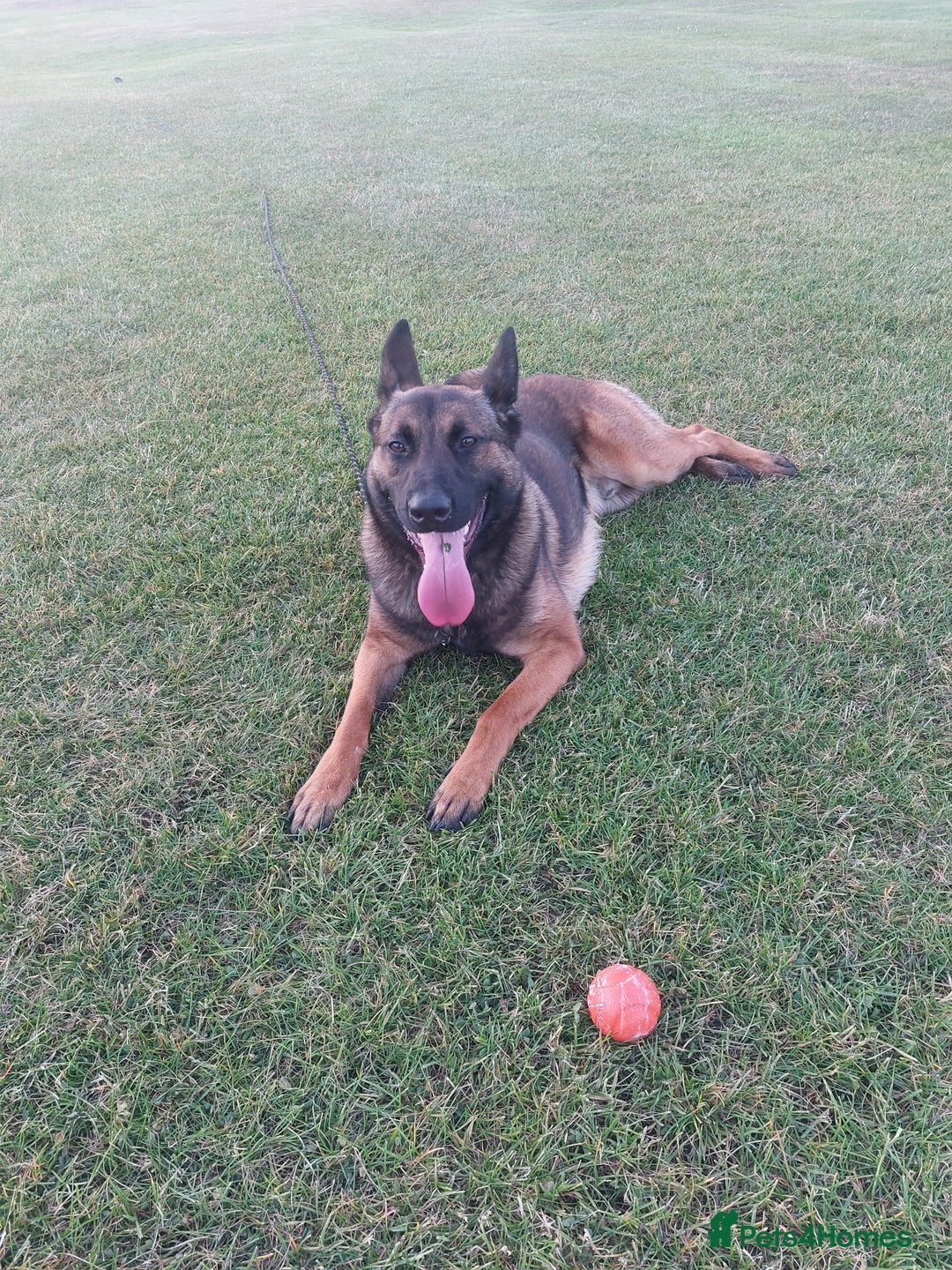 Belgian Shepherd Dog dogs for sale: Stunning Belgian Mali Pups - Image 10