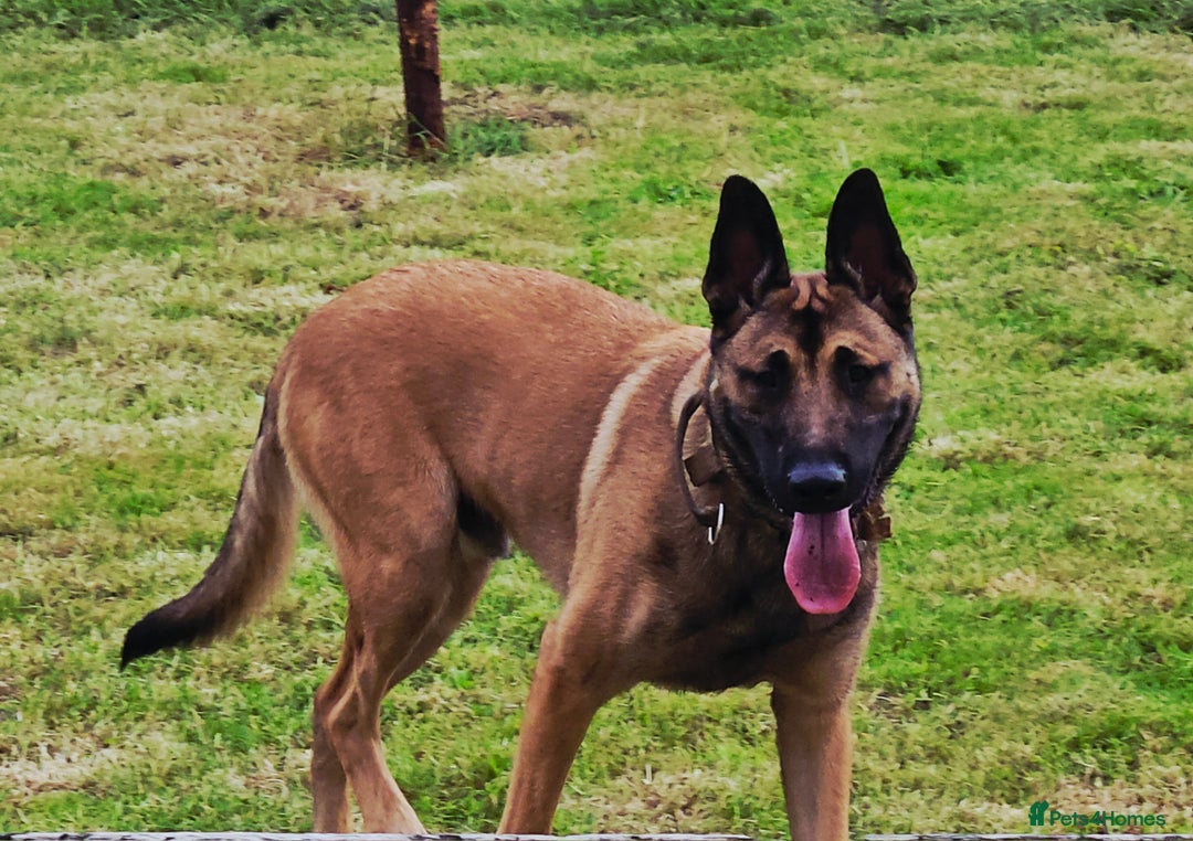 Belgian Shepherd Dog dogs for sale: Belgian mallinos pup - Image 3