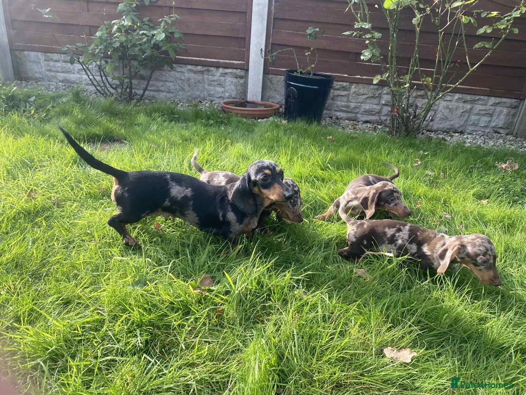 Miniature Dachshund dogs for sale: Beautiful Chocolate Dapple daschund puppies - Image 5