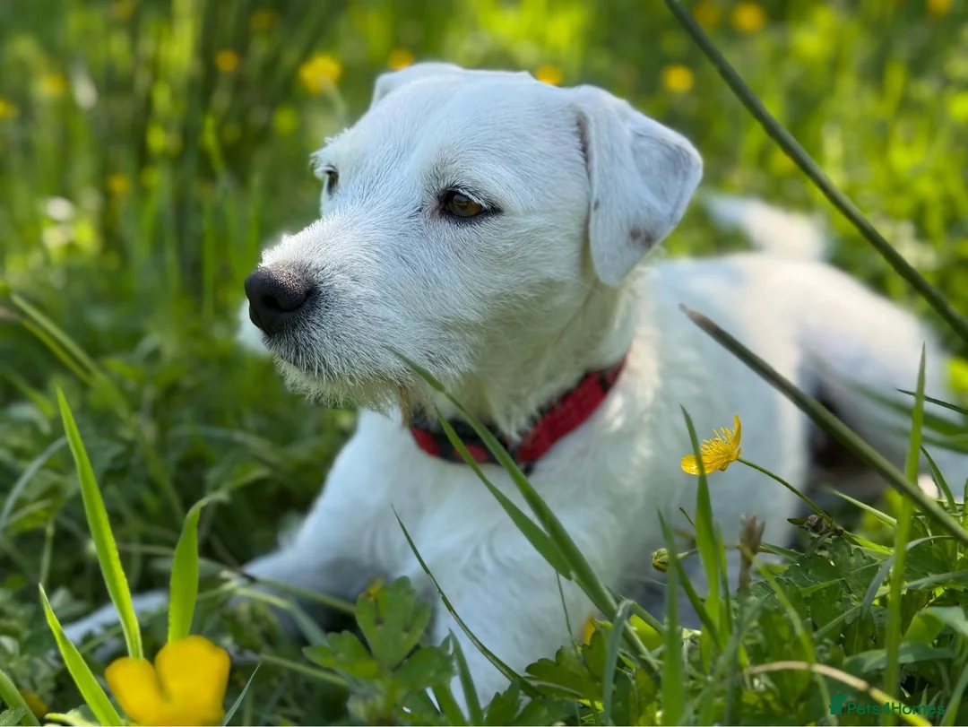 Jack Russell dogs for sale: Parson type Jack Russell pups - Advert 8