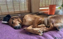 Mixed Breed dogs for adoption: Jeff is looking for the best forever home  - Image 7