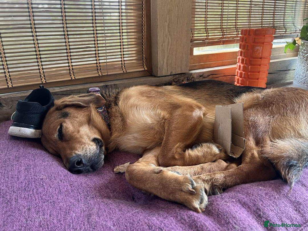 Mixed Breed dogs for adoption: Jeff is looking for the best forever home  - Image 7