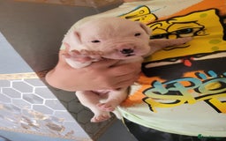 American Bulldog dogs for sale: American bulldogs  - Image 4