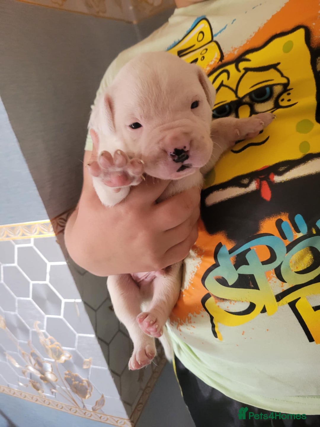 American Bulldog dogs for sale: American bulldogs  - Image 4