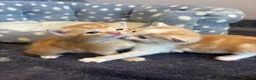 Mixed Breed cats for sale: Beautiful kittens for sale - Advert 6
