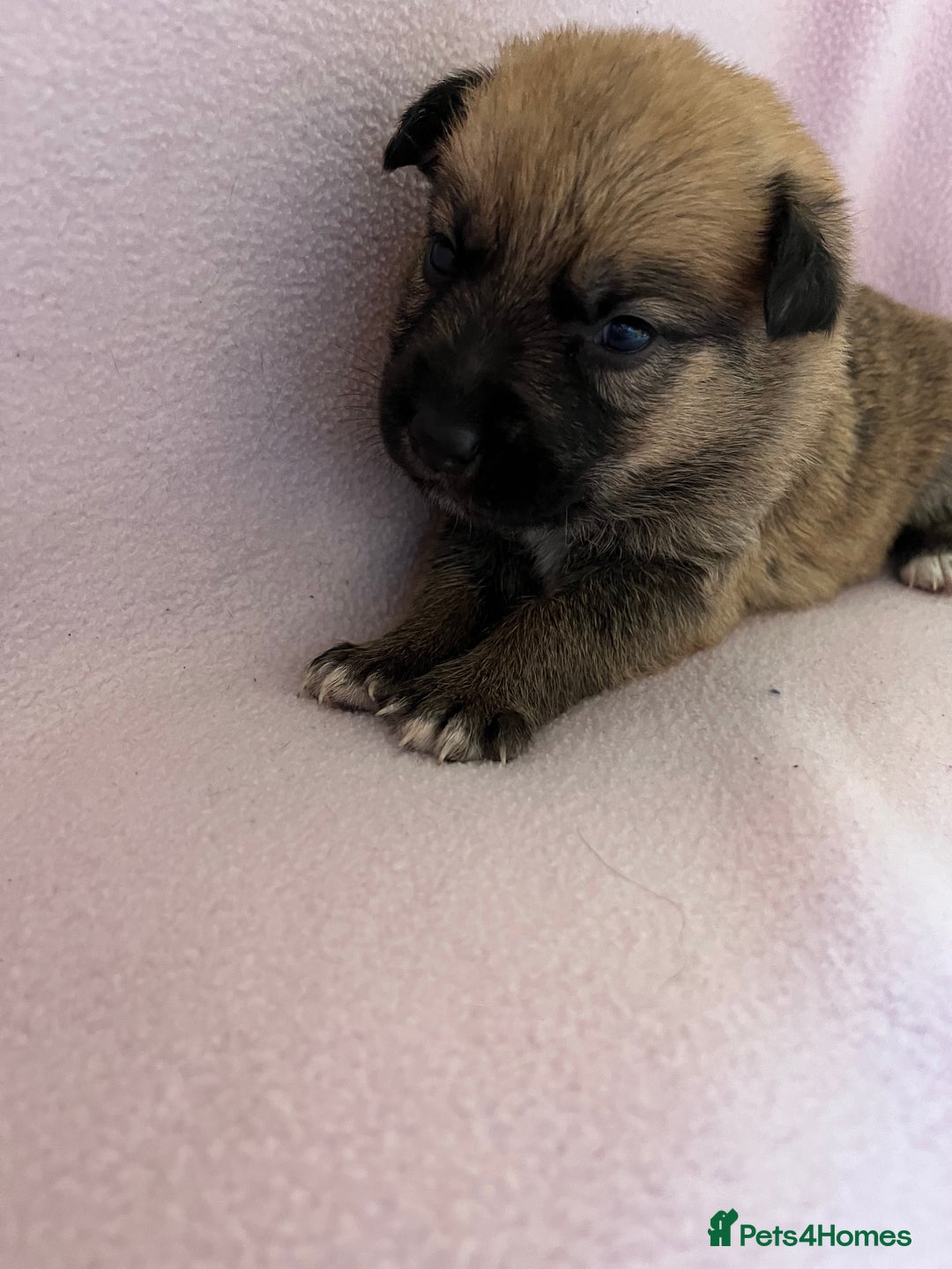 Mixed Breed dogs for sale: belgian malinois mix cross German shepherd  - Advert 11