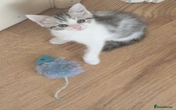 Ragdoll cats for sale: Ragdoll x tabby kittens - Image 1