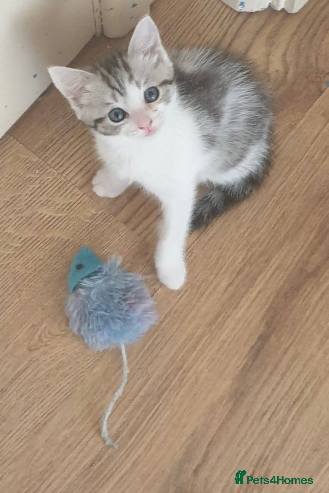 Ragdoll cats for sale: Ragdoll x tabby kittens - Image 1