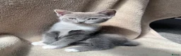 Mixed Breed cats for sale: Mixed breed Russian blue kitten - Advert 3