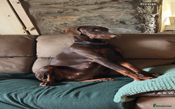 Dobermann dogs for sale: Doberman puppies for sale  - Image 3