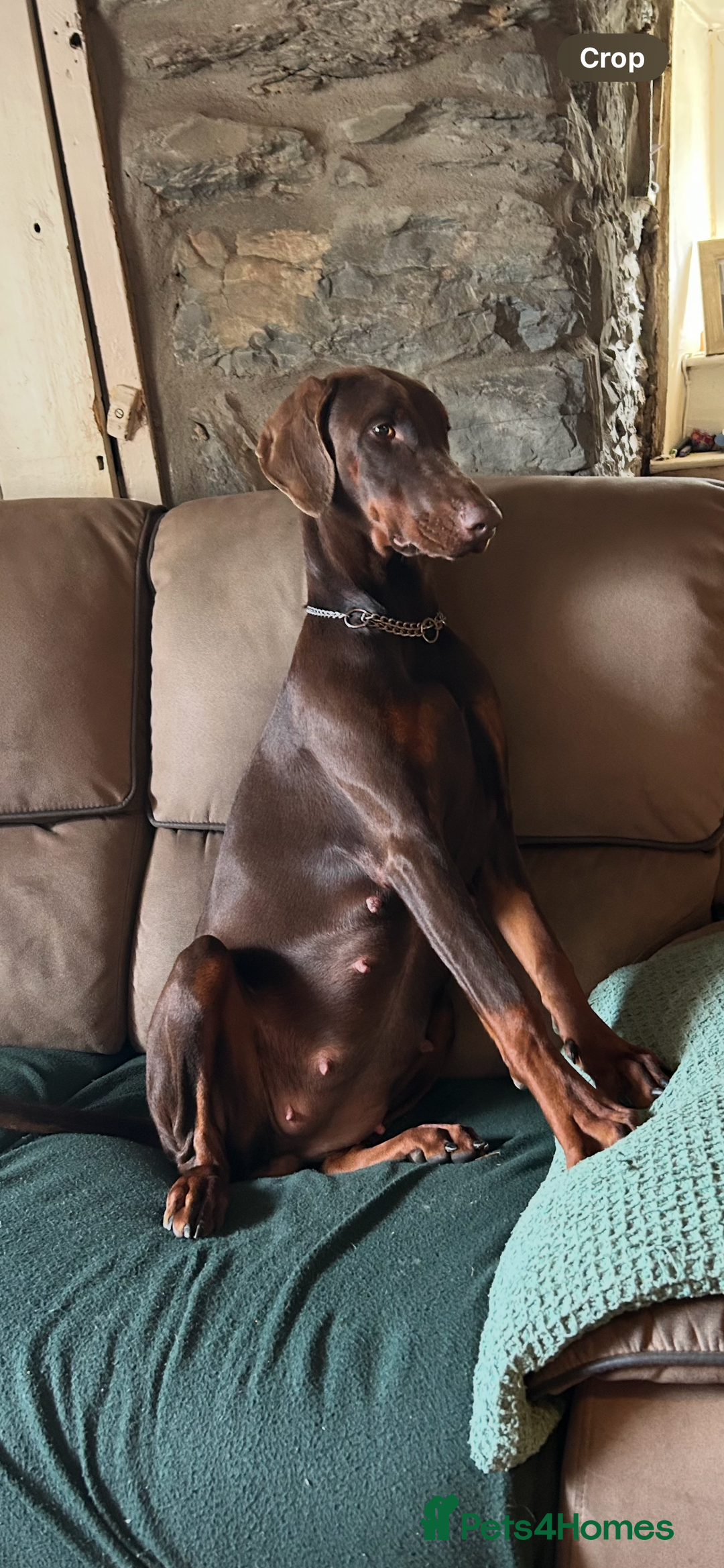 Dobermann dogs for sale: Doberman puppies for sale  - Image 3