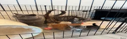 British Shorthair cats for sale: British shorthair cross ocicat kittens  - Advert 3