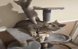 British Shorthair cats for stud: Silver Tabby British shorthair Stud–Healthy&Proven - Advert 6