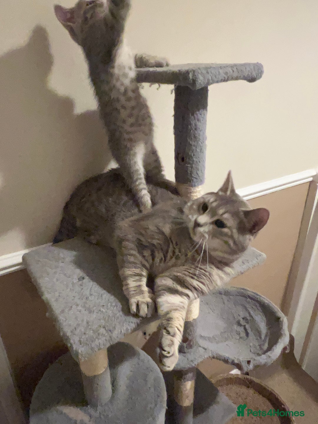 British Shorthair cats for stud: Silver Tabby British shorthair Stud–Healthy&Proven - Advert 6