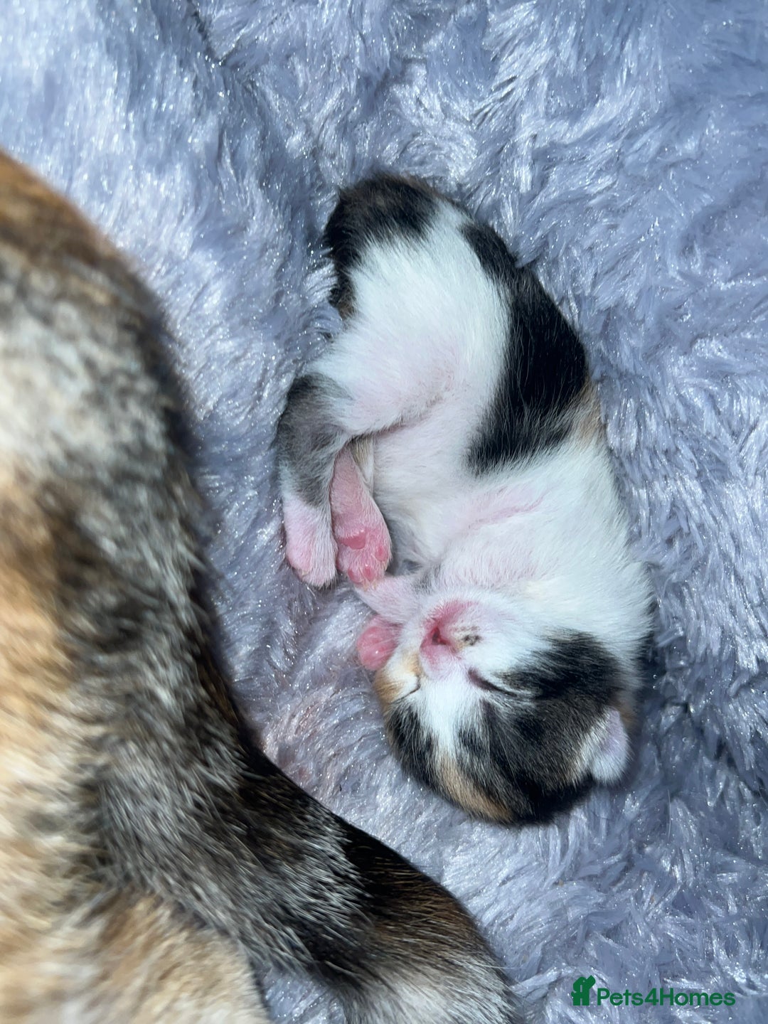 Mixed Breed cats for sale: Mixed breed kittens loving for their forever home - Advert 36