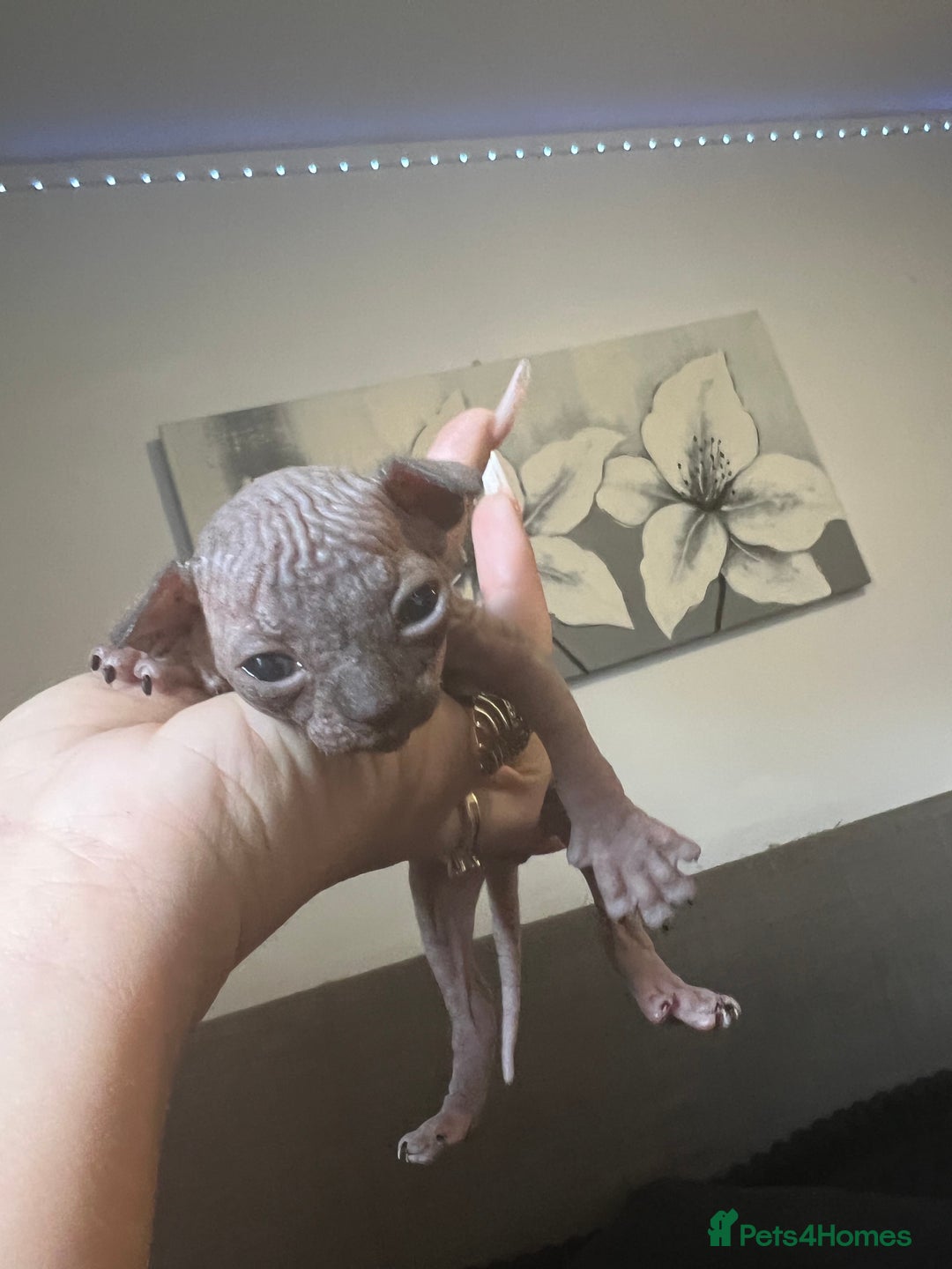 Sphynx cats for sale: Sphynk - Image 10