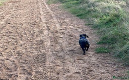 Miniature Dachshund dogs for sale: Beautiful Miniature Dachshund  - Image 12