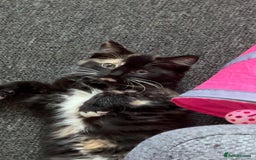British Longhair cats for sale: Female kitten - Image 1