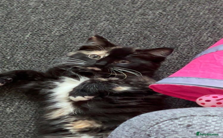 British Longhair cats - Advert 2