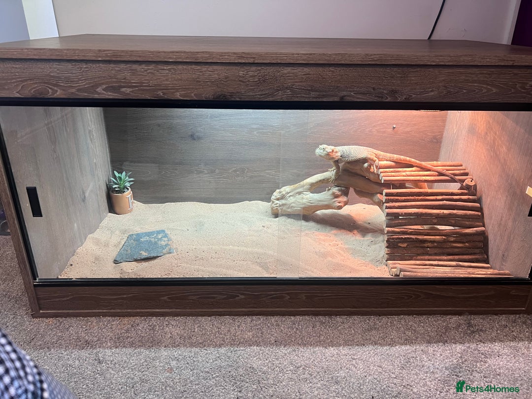 Bearded Dragon reptiles for sale: Bearded Dragon  - Image 4