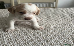 Cocker Spaniel dogs for sale: Working cocker spaniel puppies  - Image 6